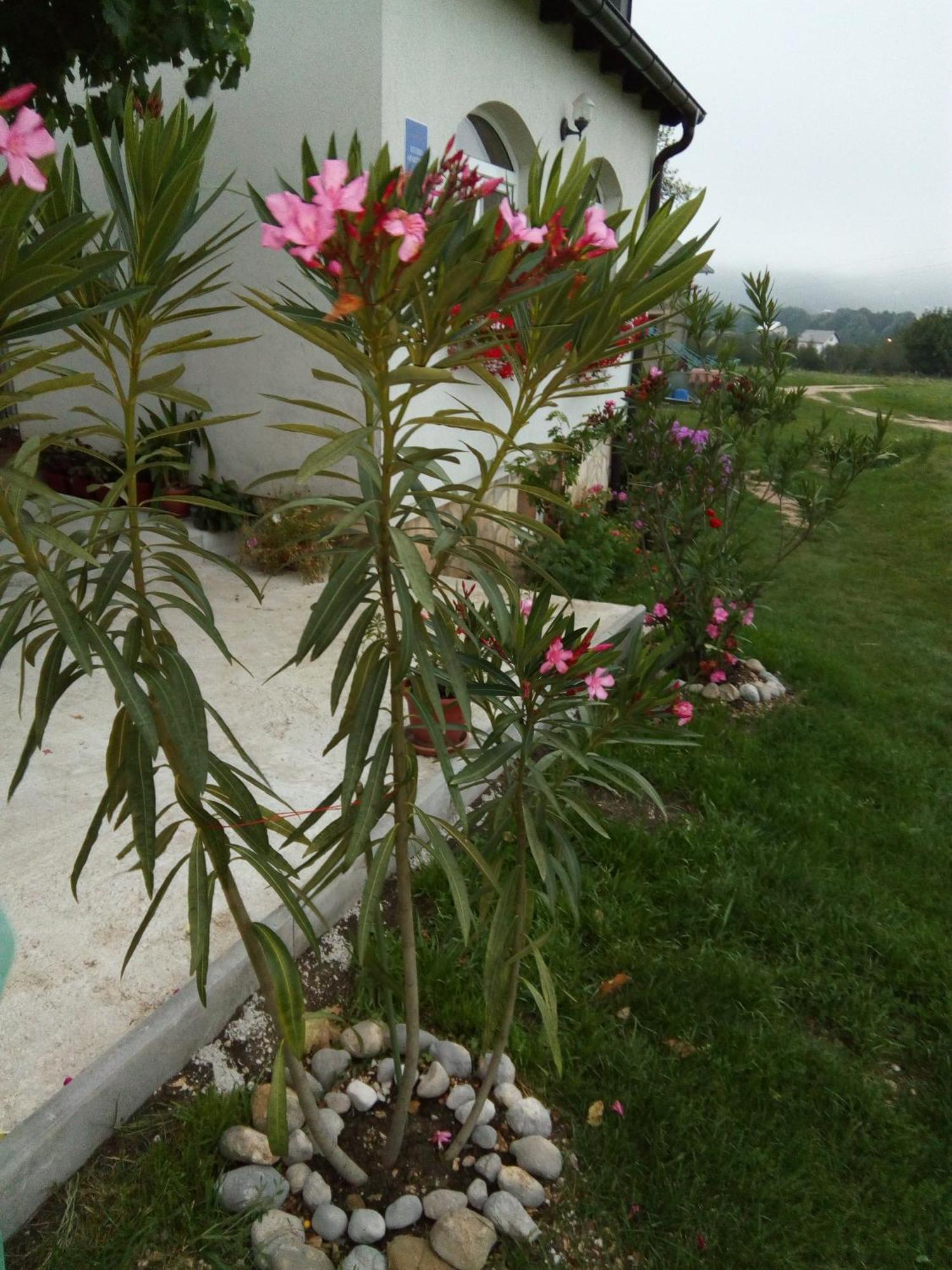 Apartments Zegarac House Korenica Exterior foto